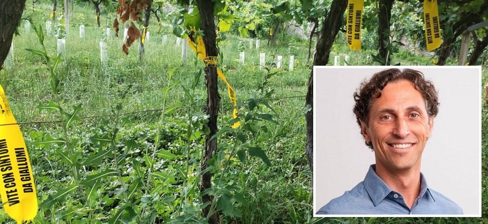 Flavescenza dorata, Manica: “Quasi raddoppiate in un anno le viti sintomatiche